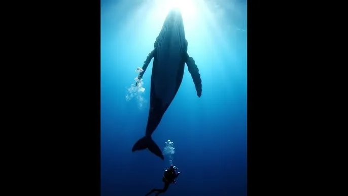 支付宝怎么加好友? - 深蓝星球：探索海洋深处的未知世界